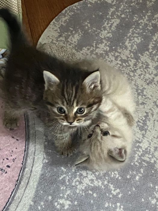 Котята (мама британец папа простой  кот)