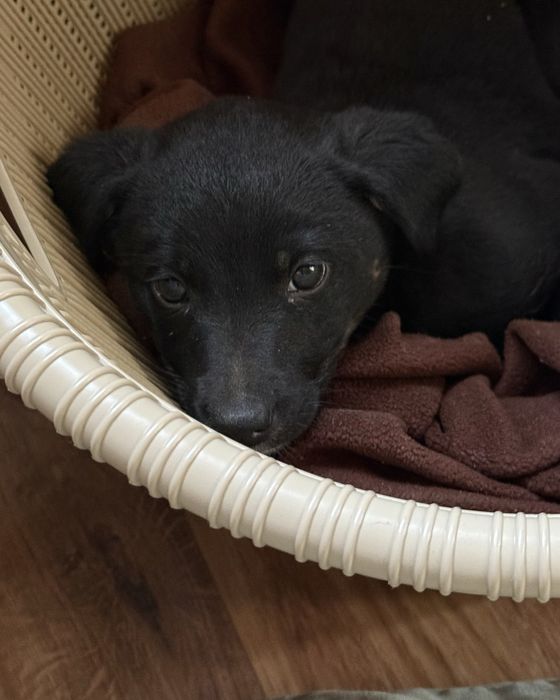 щенок девочка сама ест и пьет. все прививки сделаны