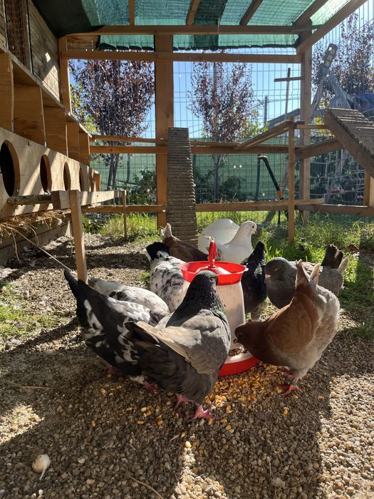 Porumbei King si ornamentali