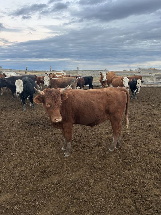 Бұқа 2,5 жастағы