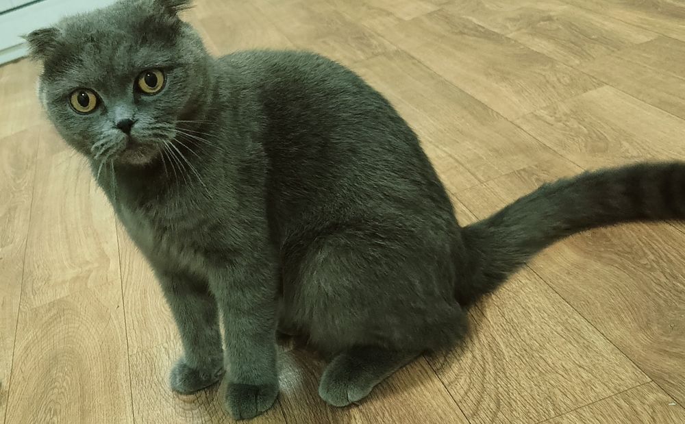 Продаются 1,5 месячные котят шотландской породы. Белая.