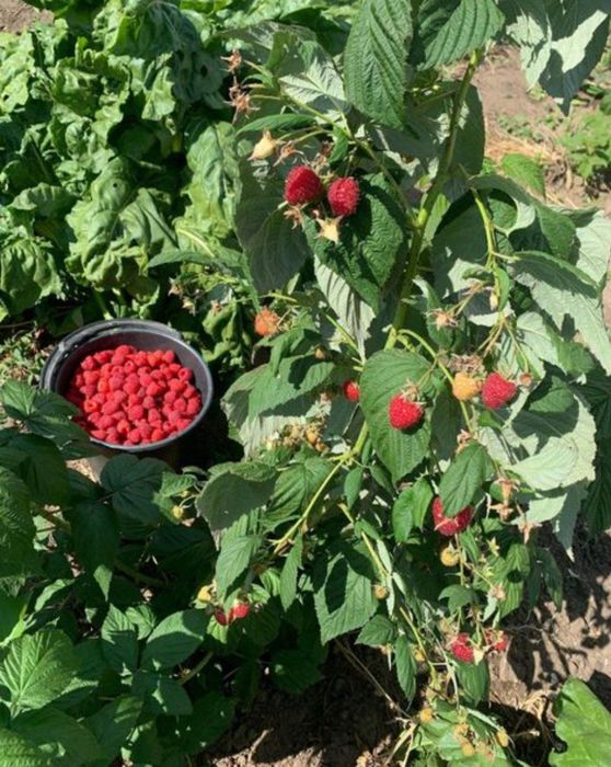 Малина кучат сотилади