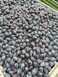 Vand Prune tuica