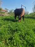 Vaca limuzin  francez