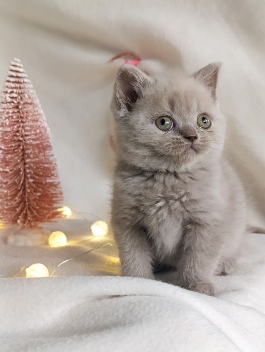Pui fetiță British Shorthair ORADEA