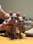 Сфинкс котенце Sphynx