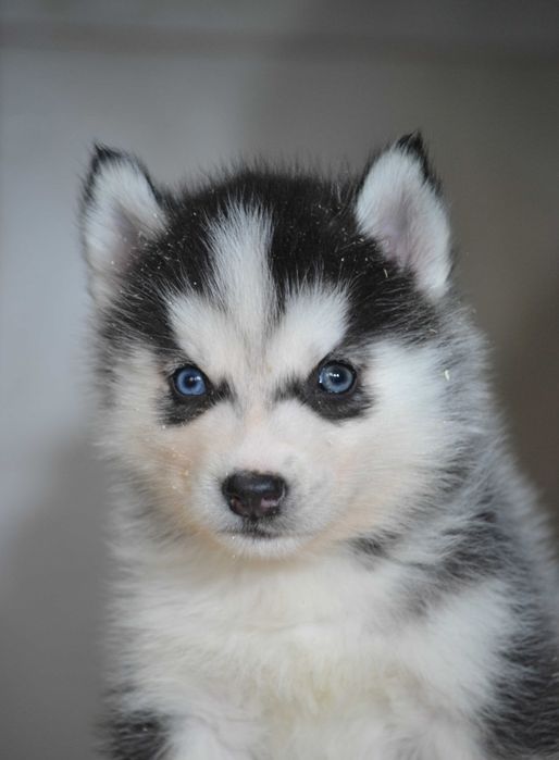 Husky Siberian cu pedigree