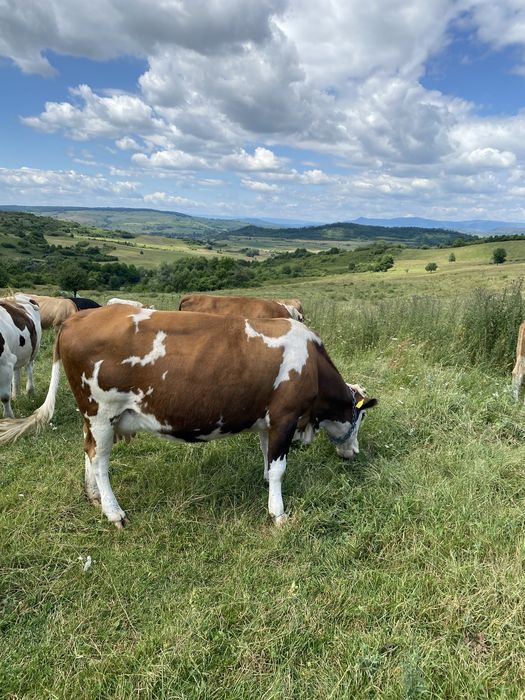 Vand vaci din rasa baltata romaneasca