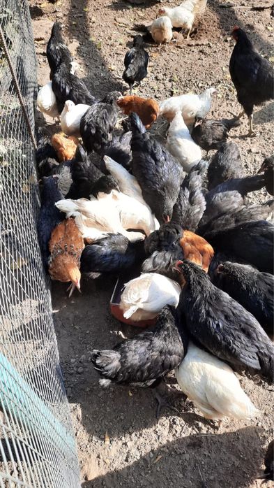 Джерсийский гигант