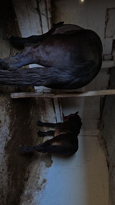 Vand manz greu  6 luni