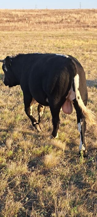 Продам бычка 1,6