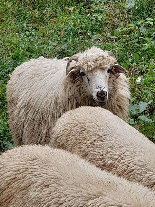 Berbecuț de vânzare