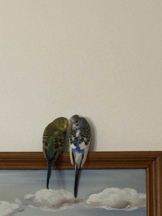 Peruși mascul și femelă de vânzare cu tot cu cușcă și echipamente.