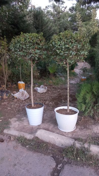 Archa gullar sotiladi