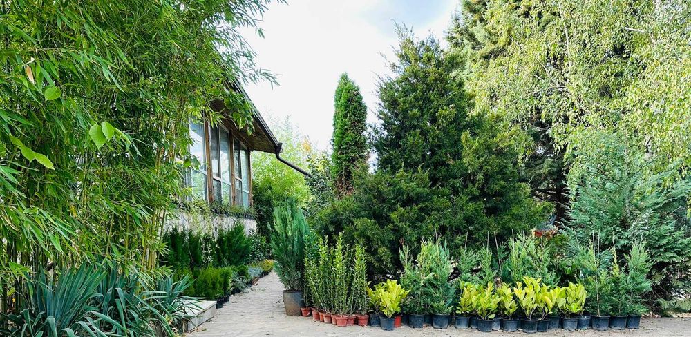 Овощни дървета, плодни храсти и лозички - Fruithome Плевен