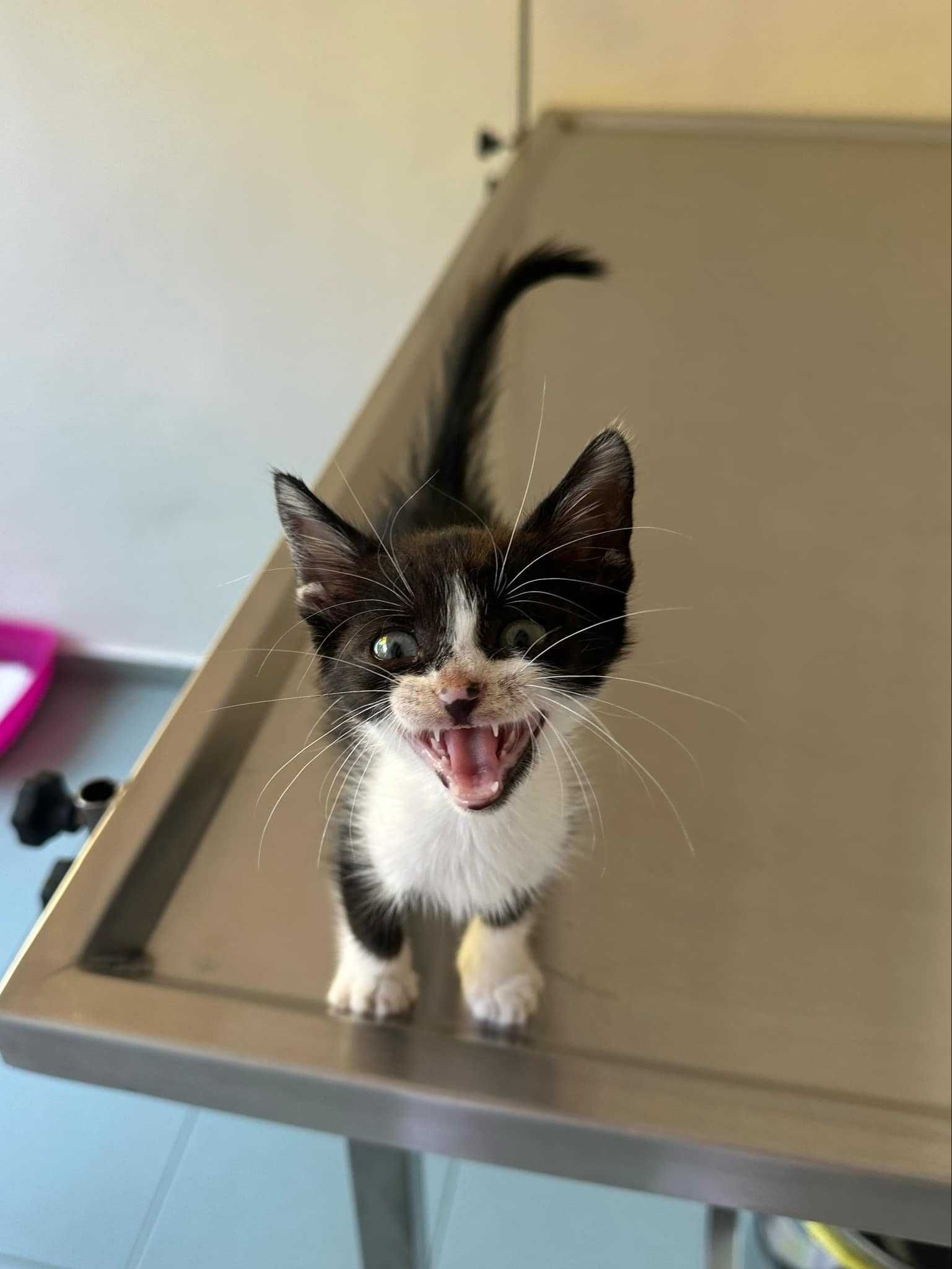 котенце Чара търси дом