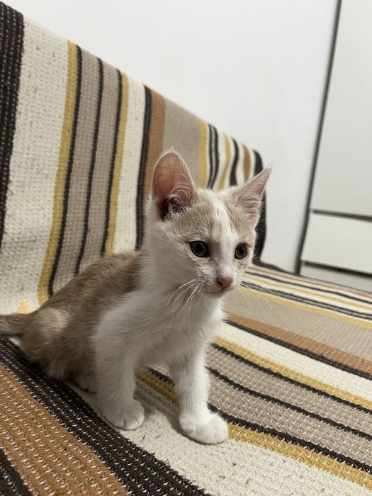Отдам котенка добрые руки