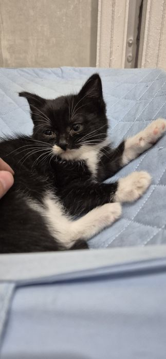 Котятки в добрые руки
