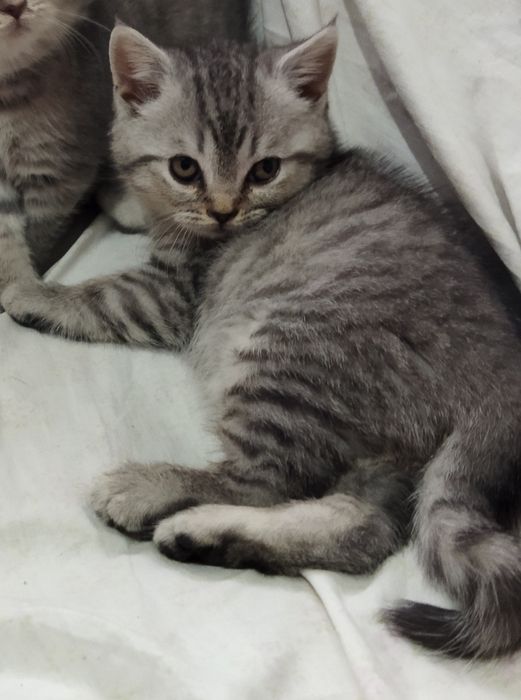 Шотландские котята !