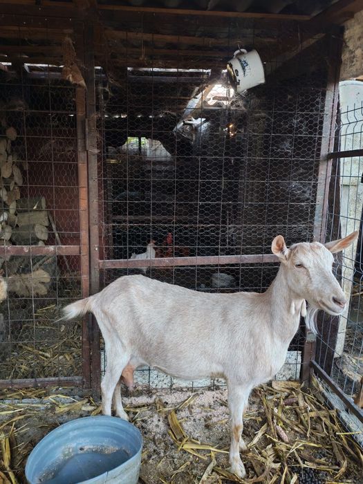 Capre bune de lapte și țap bun pentru montă