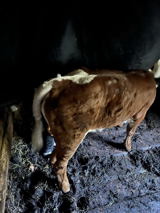 Vaca cu vitea de vanzare