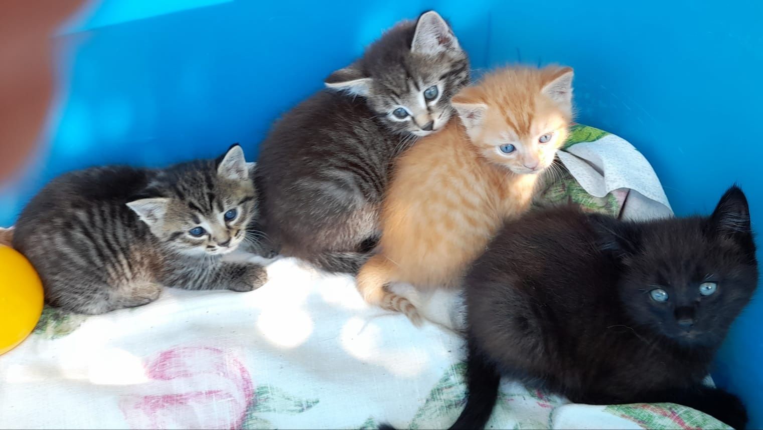 Котята ищут дом!