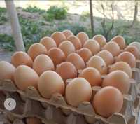 Set 15 Oua proaspete de casa oua de gaina din propria curte