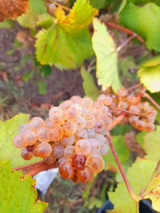 STRUGURII DE VIN producător
Strugur