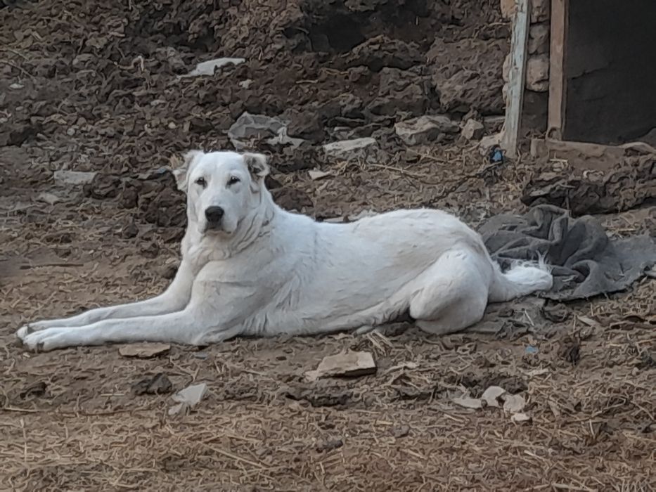 Alabay urgachi kuchik satildi 9oylik
