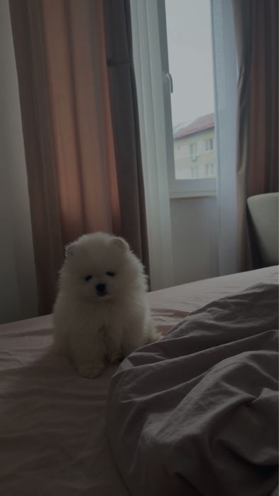 baietel pomeranian