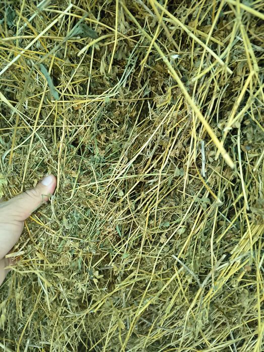 Vând baloți de Lucernă 2025