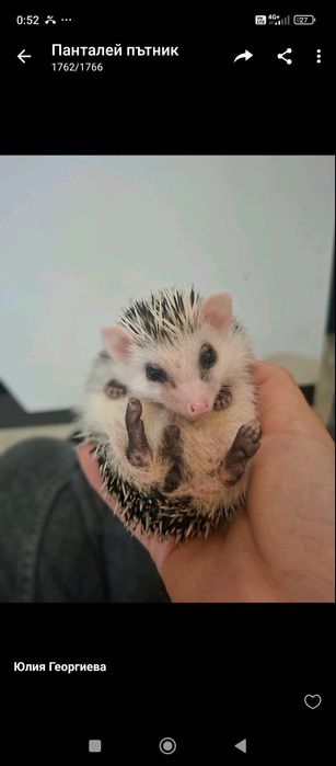 Африкански таралежи