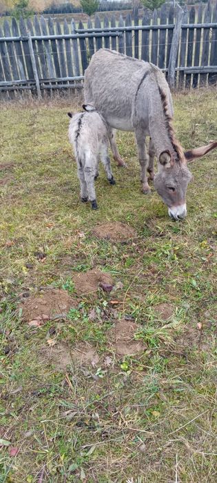 Magarita cu pui mic mascul