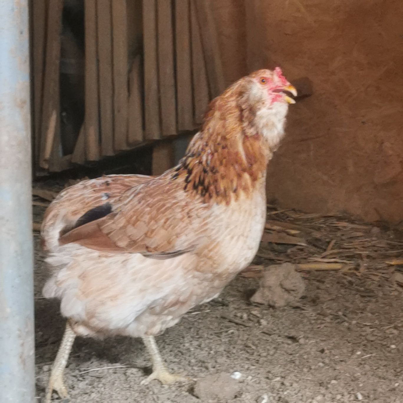 vand ouă araucana