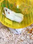 Vând pui și adulți  hamsteri pitici 20 lei buc
