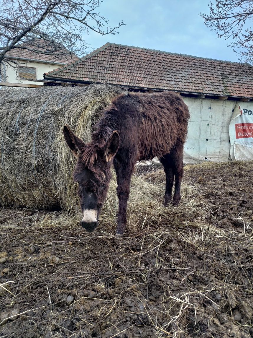 Pui de măgar, masculi și femele