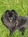 Pomeranian rasa pura