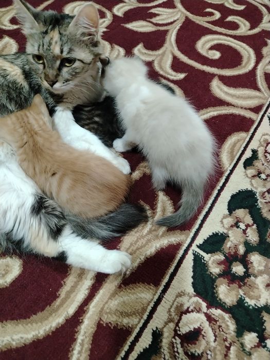 Бепул мушук болалари бор