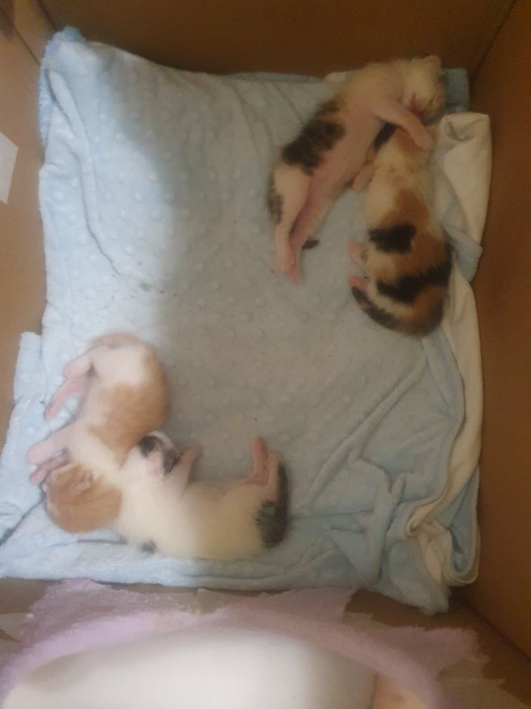 СПЕШНО!!! Малки Котенца на 2м