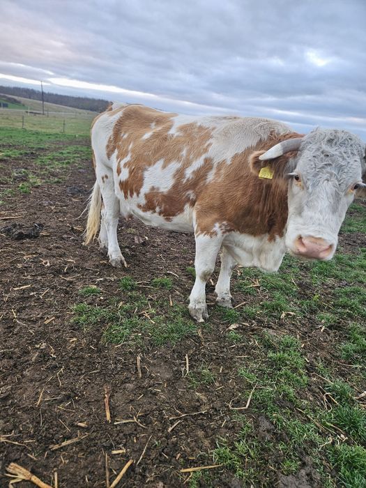 Vand vaca baltata românească