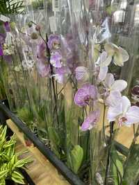 Красивая орхидея вместо букета