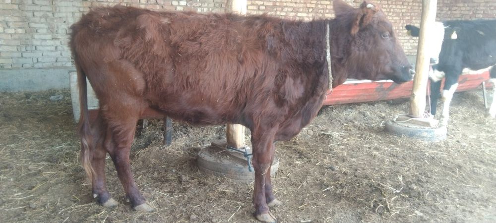 Boqiladigan ĝunojin sigir qisir sotiladi narxini kelishamiz