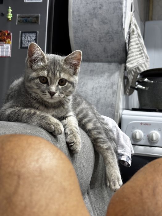 Котёнок девочка Скоттиш страйт 3 месяца