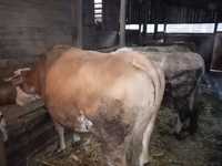 Vând o vaca baltata românească gestanta