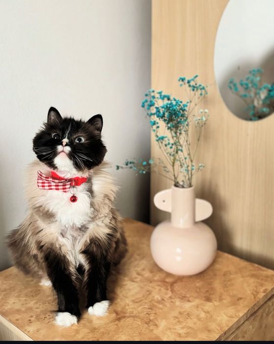 кот для усыновления