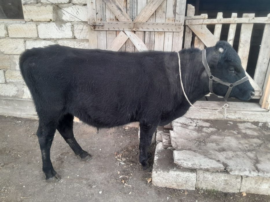 Бұқалар сатылады