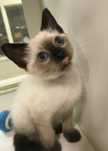 Ragdoll mascul  frumos