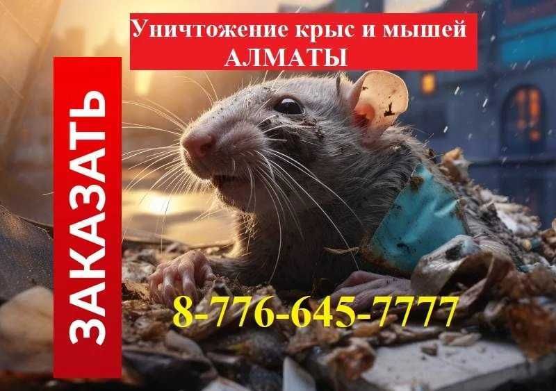 Уничтожение мышей крыс таракан клоп блох клещей Обработка № 33551