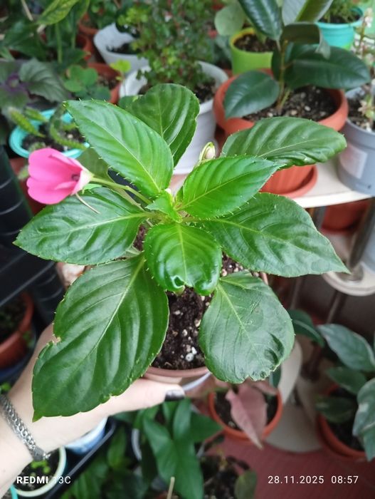 Комнатные растения продам