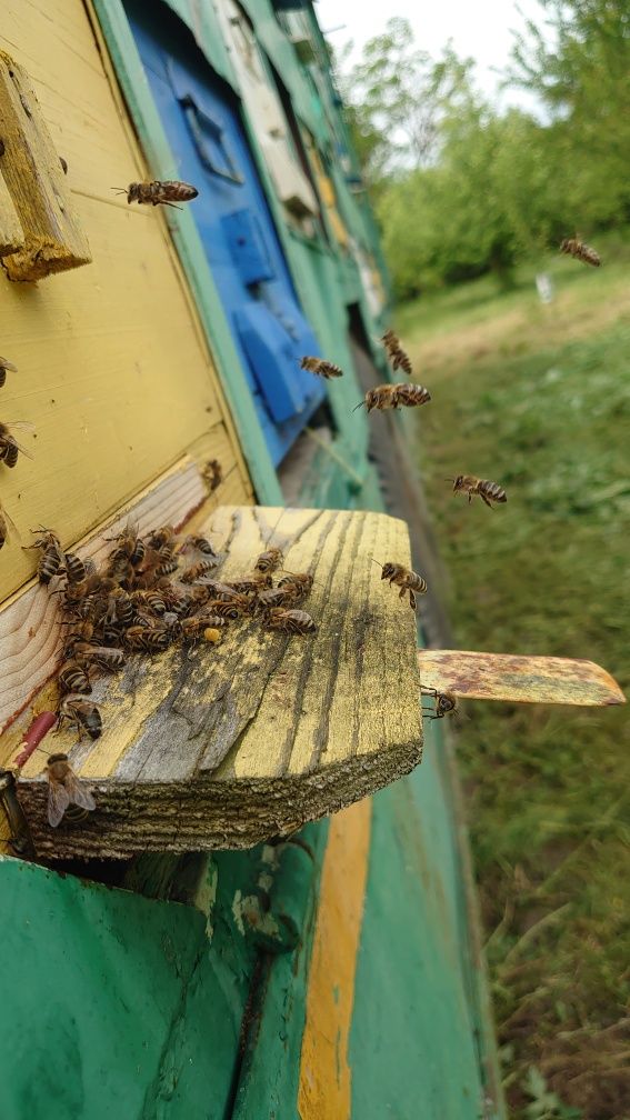Vînd  familii albine și remorca omologata apicol